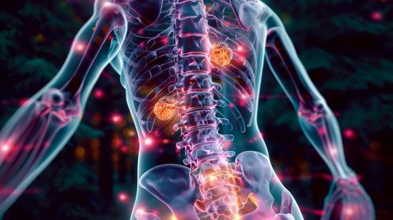 La médula espinal puede actuar independientemente del cerebro