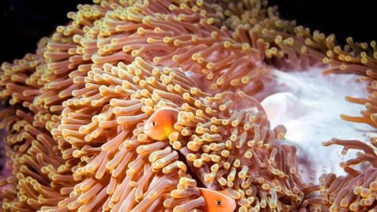 El color oficial de 2024 es el piel de melocotón, según el Pantone Color Institute