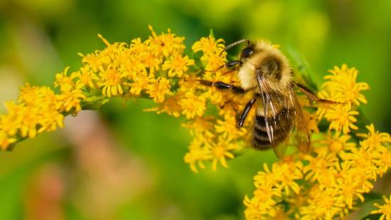 Las abejas pueden sobrevivir hasta una semana bajo agua