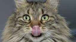 lina-angelov-Ah_QC2v2alE-unsplash