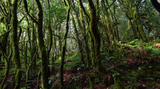 Este parque natural parece la selva de Costa Rica pero está en España