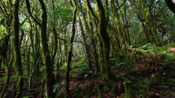 Este parque natural parece la selva de Costa Rica pero está en España