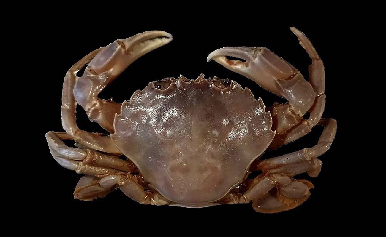 Científicos españoles descubren una nueva especie de cangrejo