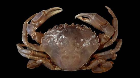 Científicos españoles descubren una nueva especie de cangrejo