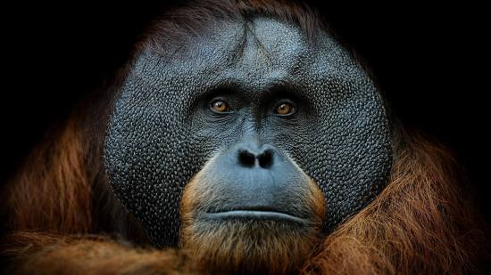 Observan a un orangután curándose una herida con plantas medicinales