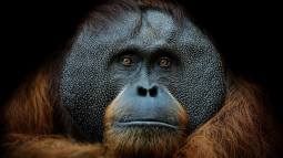 Observan a un orangután curándose una herida con plantas medicinales