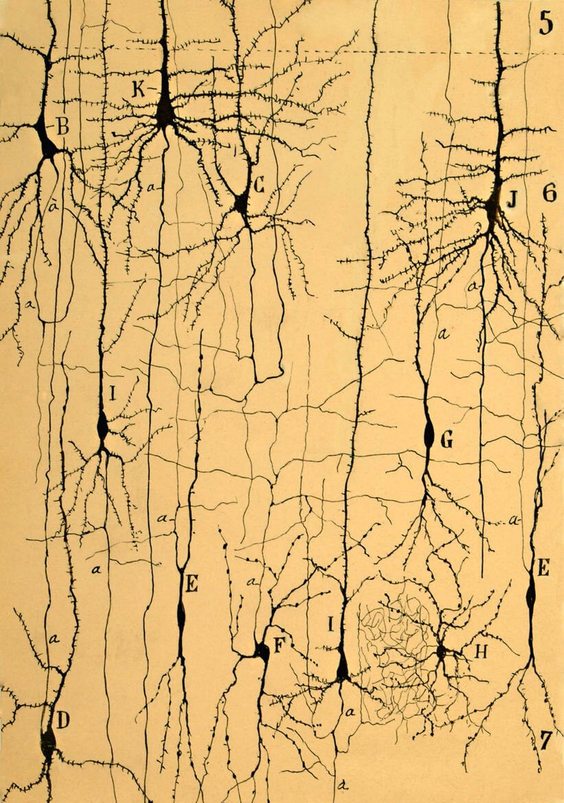 Cajal estructura del cerebro