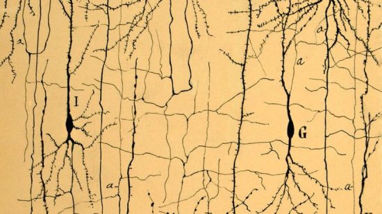 Cajal estructura del cerebro