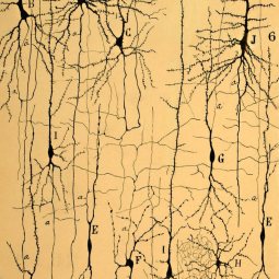 Cajal estructura del cerebro