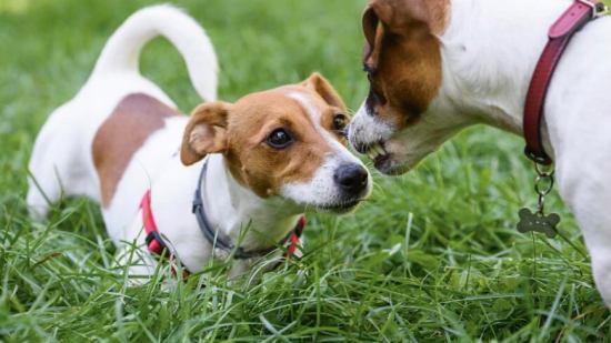 perro mirada sostenida