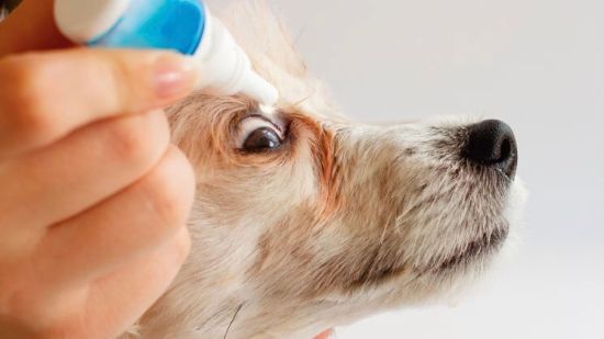 Medicando a un perro