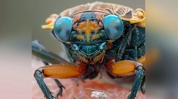 Recreación artística mediante IA de cigarra de ojos azules
