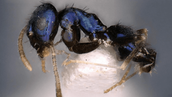 Descubren una rara especie de hormiga de color azul metálico