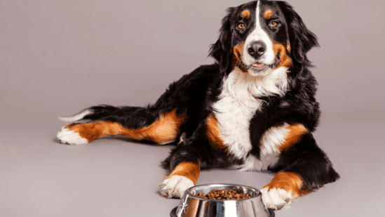 Mejores piensos para perros