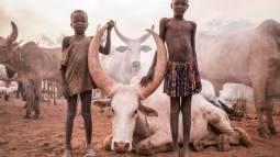 Para este pueblo, cada detalle de las vacas se convierte en un símbolo de identidad
