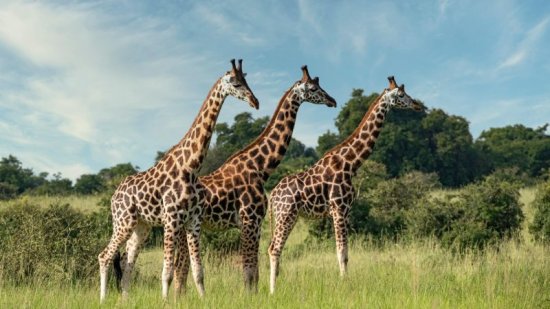 ¿Por qué tienen las jirafas el cuello tan largo? (descubre la razón)