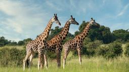 ¿Por qué tienen las jirafas el cuello tan largo? (descubre la razón)