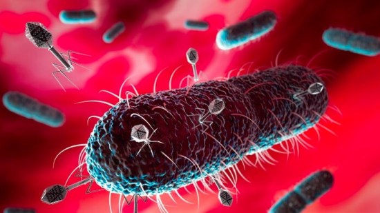 E.coli y fagos