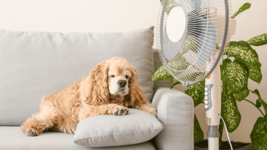 Ventilador silencioso Rowenta PcComponentes