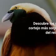 Las formas de apareamiento más fascinantes y curiosas del reino animal ( Carlos Lobato)