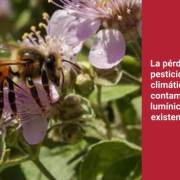 Bichos en apuros: un mundo sin insectos no es un mundo (Eugenio M. Fernández Aguilar)