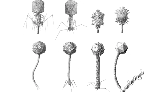 Ben_Darby_Caudovirales_illustrations