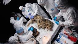 Descubren un lobo de hace 44.000 años en perfecto estado de conservación