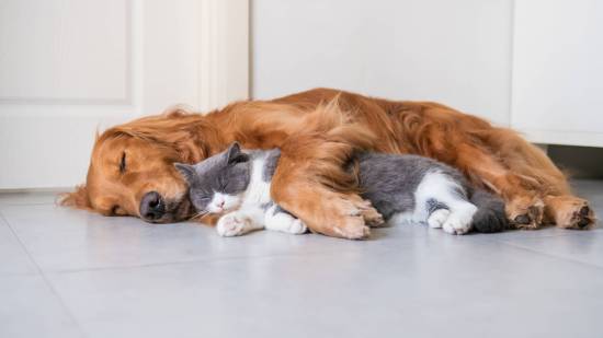 Perro y gato durmiendo