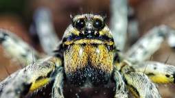 Araña lobo Lycosa hispanica