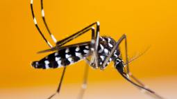 Mosquito tigre