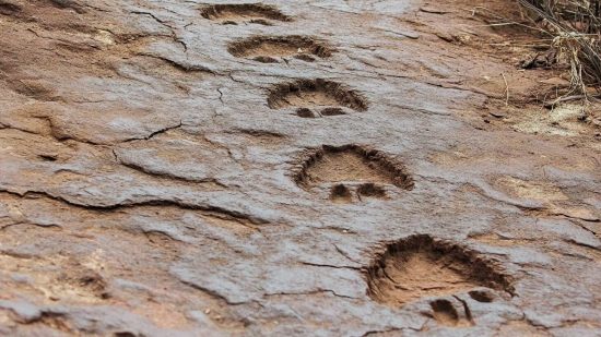 Hallan huellas idénticas de dinosaurios en dos continentes opuestos del mundo