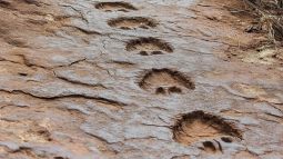 Hallan huellas idénticas de dinosaurios en dos continentes opuestos del mundo