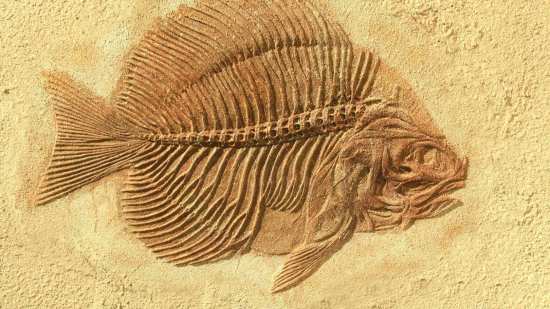 Fósil de un pez