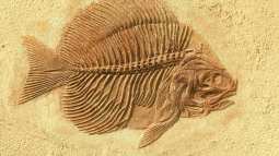 Fósil de un pez