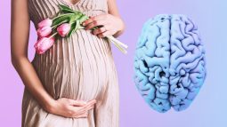 El embarazo transforma el cerebro