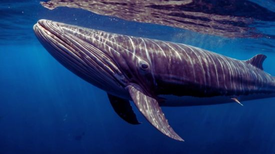 Ballena de Bryde