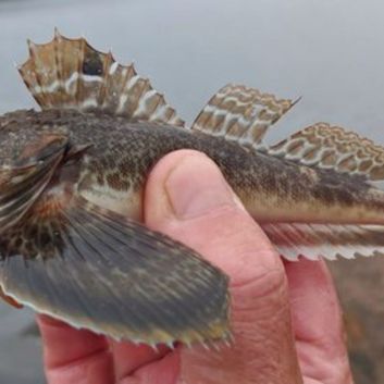 'Prionotus carolinus'.