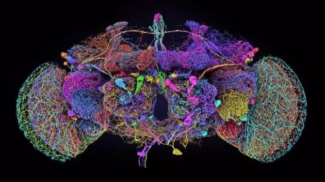 El diminuto cerebro de la mosca de la fruta revoluciona la neurociencia: esto es lo que lo hace tan importante