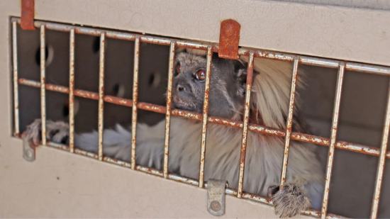 Tam, el tamarino algodonoso rescatado en Cádiz