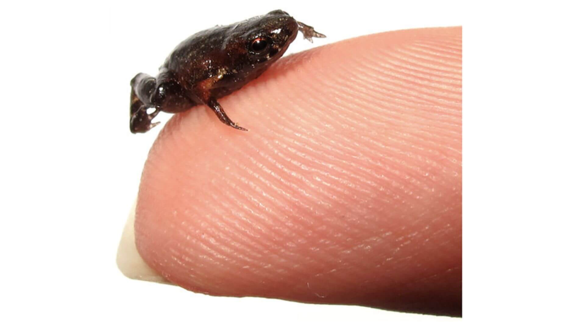 Brachycephalus dacnis,