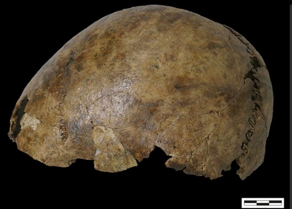 Cráneo perteneciente al esqueleto compuesto de Pommerœul