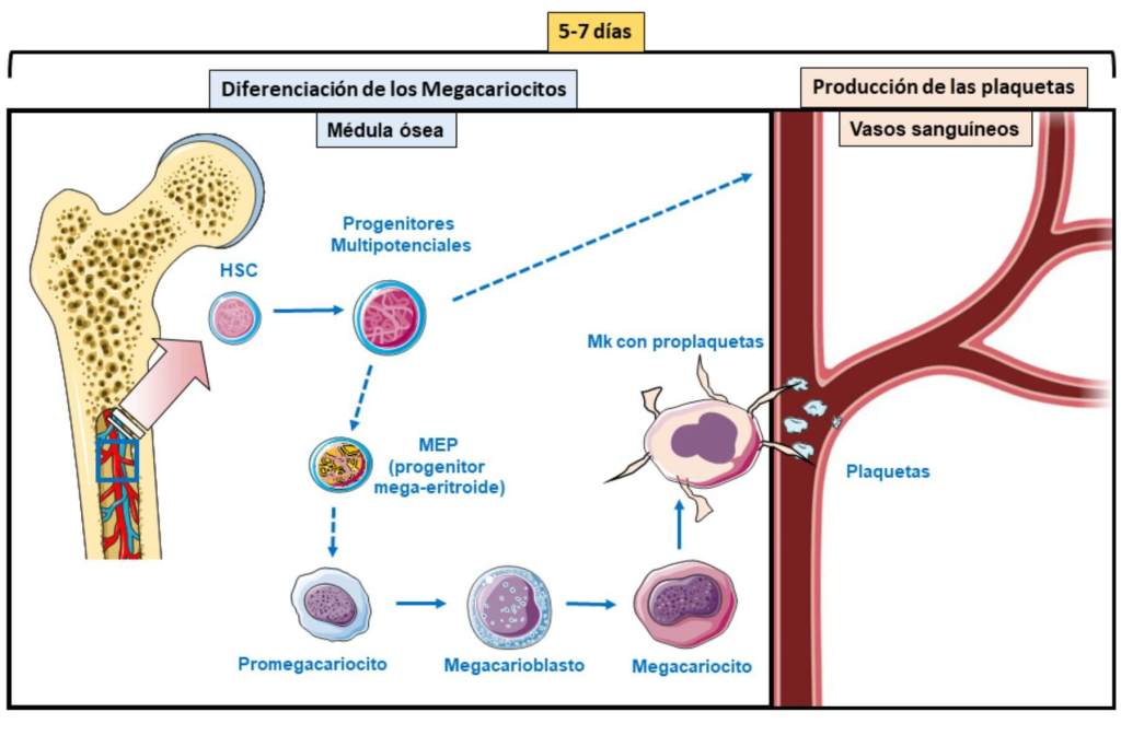 Esquema general del proceso de megacariopoyesis y trombopoyesis en médula ósea