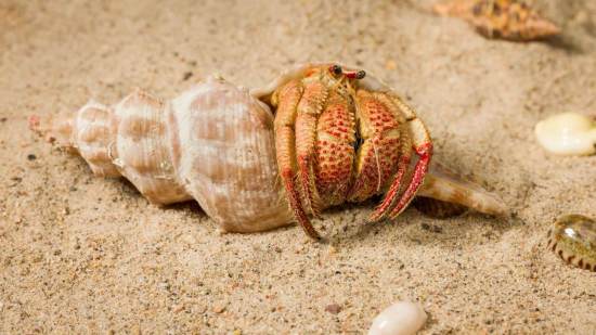 Strigopagurus fragarchela