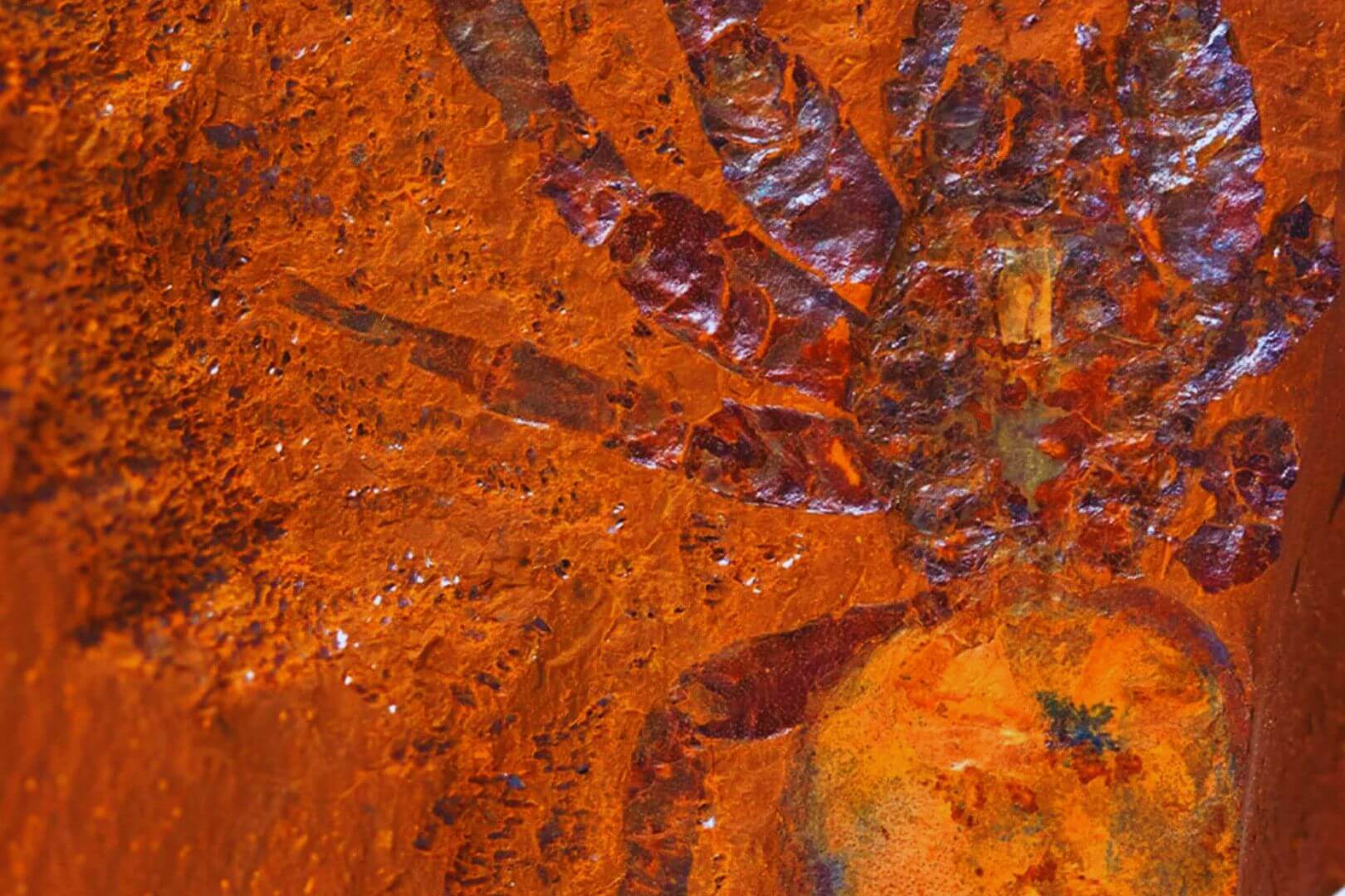 El fósil de Megamonodontium mccluskyi descubierto en Australia es cinco veces más grande que sus parientes modernos, revelando pistas sobre un ecosistema extinto de selva tropical