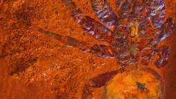 El fósil de Megamonodontium mccluskyi descubierto en Australia es cinco veces más grande que sus parientes modernos, revelando pistas sobre un ecosistema extinto de selva tropical