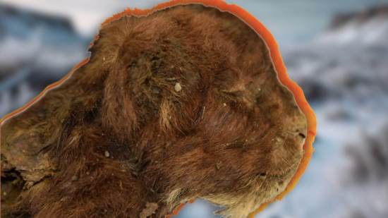 ¡Increíble! Encuentran en Siberia el cachorro de dientes de sable mejor conservado de la historia: tiene 35.000 años y está intacto