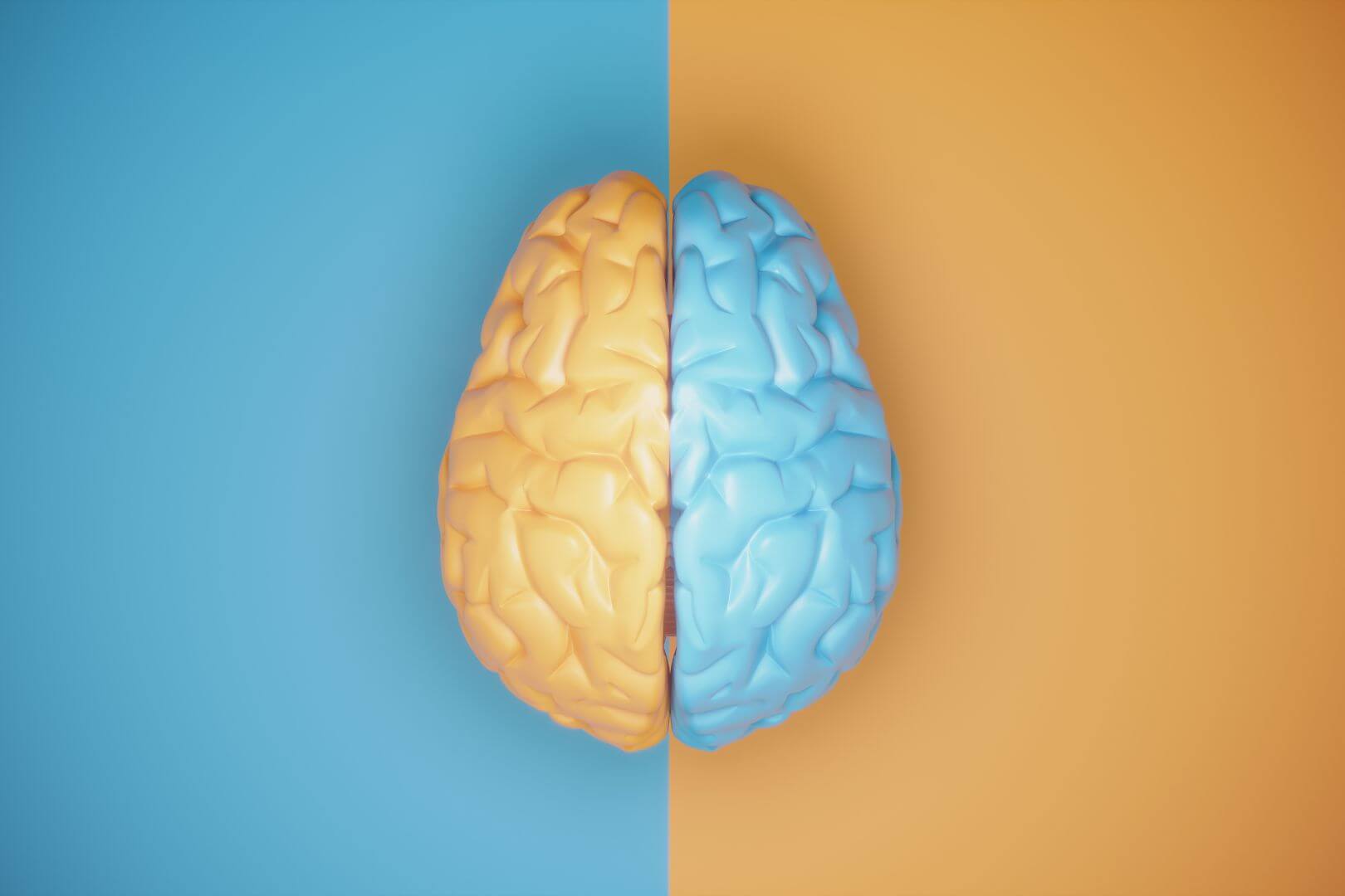 Cerebro y estímulos