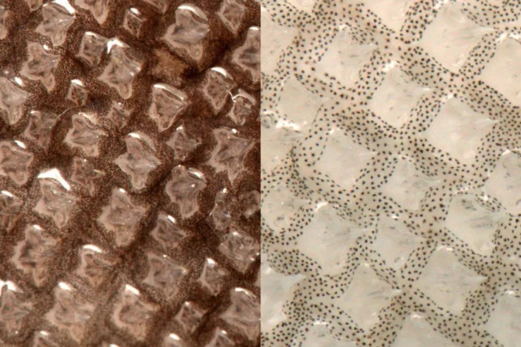 Una comparación de la piel de un tiburón anguloso de color marrón común y un tiburón leucístico