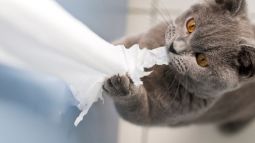 El curioso comportamiento del gato