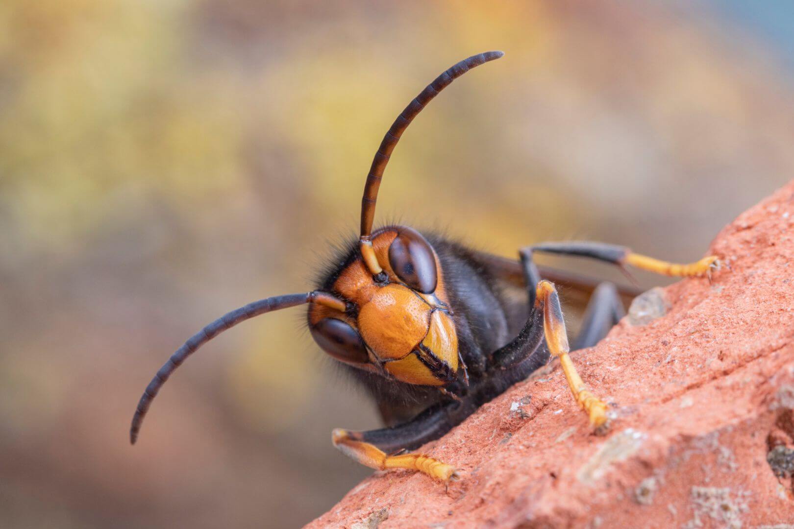 species invasoras alteran el equilibrio de ecosistemas naturales y agrícolas en España